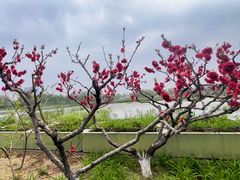 -大兴滨河森林公园