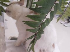 -共舞时光猫咖·狗咖(新街口店)