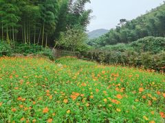 -宁波浙东大竹海景区