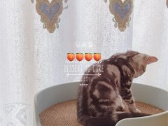 -lincat·猫舍(广州店)