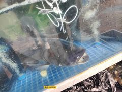 -全乐鱼馆·淳牌有机鱼直营店