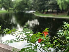 -上海共青森林公园