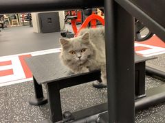 -Vamos巴猫司健身中心(五角场店)