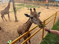 -西霞口神雕山野生动物世界