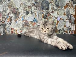 -幸运7纹身刺青Lucky7tattoo