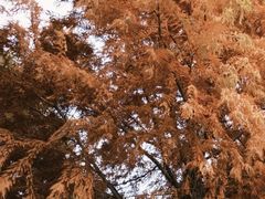 -东莞植物园