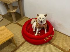 -柴迷FANS CLUB·柴犬狗咖·猫咖