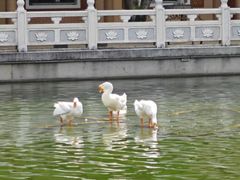 -广东圆玄道观