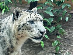 -青藏高原野生动物园