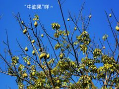 -四海公园(南山区)