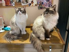 -猫色咖啡·猫咖