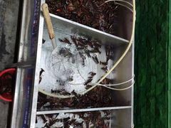 -拙味兄弟龙虾(新香洲店)