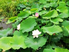 -荷塘月色湿地公园·向阳花洲