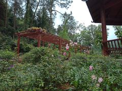 -南宁良凤江国家森林公园