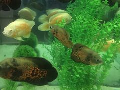 -洛阳龙门海洋馆