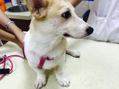 -艾贝尔宠物医院·狂犬免疫点(江山金象城店)