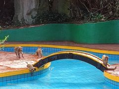 -南湾猴岛+椰田古寨一日游