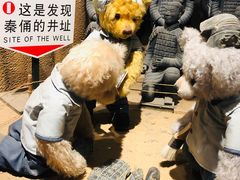 -成都泰迪熊博物馆