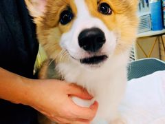 -Goku PET SHOP宠物视觉生活馆(双井店)