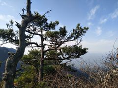 -王顺山国家森林公园