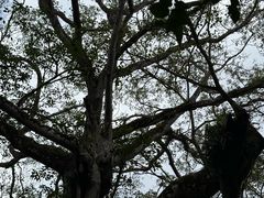 -瑞丽独树成林风景区