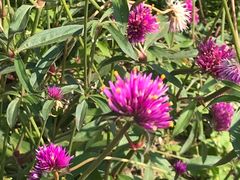 -径山花海