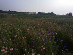 -洪湖湿地生态园