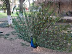 孔雀-西昌邛海宾馆