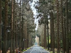 -东平国家森林公园