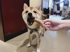 -豆柴町-柴犬主题狗咖(红鼎国际C座店)