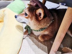 -逗柴咖啡屋·狗咖猫咖宠物桌游