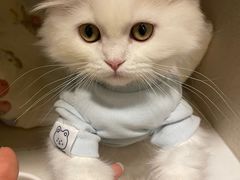 -小猫来了·猫舍(红山六九七九店)