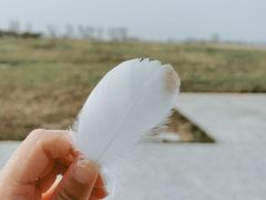 -盐城丹顶鹤湿地生态旅游区