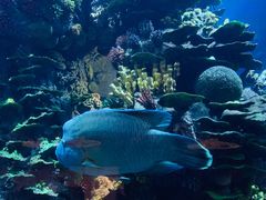 -迪拜帆船酒店海底餐厅