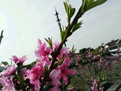 -桃花岛景观公园