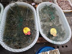 -芦潮港集贸市场