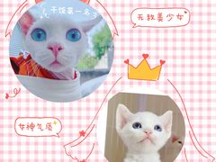 -麒麟缅因猫舍·十五年缅因猫选购中心