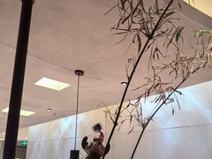 -上井料理黑金店(IFS国金中心店)