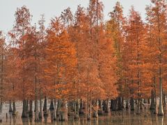-白鹭湾湿地公园