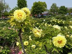 -曹州百花园