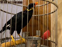 -杭州香格里拉·香宫中餐厅