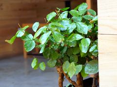 -VOYAGE COFFEE(北锣鼓巷店)