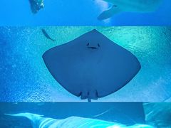 -珠海长隆海洋王国