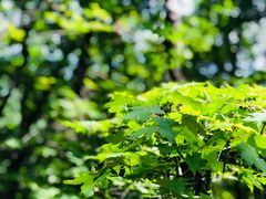 -帽儿山国家森林公园