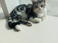 -飞行喵MR PILOT|猫舍·猫咖(静安大融城店)