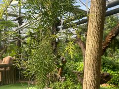 -呀路古热带植物园