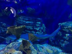 -烟台海昌鲸鲨海洋公园