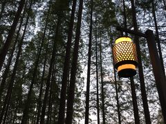 -黄海国家森林公园