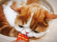 -飞行喵MR PILOT|猫舍·猫咖(静安大融城店)