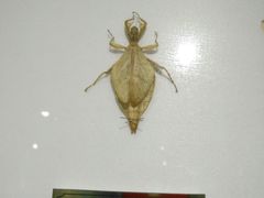 -上海昆虫博物馆